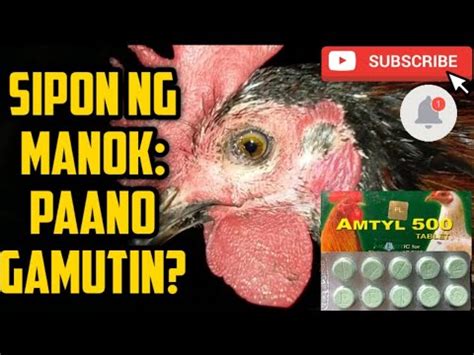 gamot sa sipon ng manok panabong